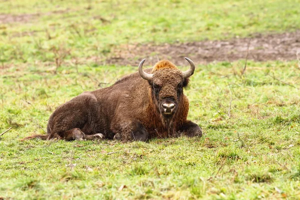 Europese bizon op gazon — Stockfoto