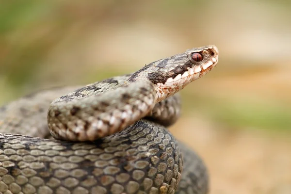 Euroopan yhteinen berus viper lähikuva — kuvapankkivalokuva