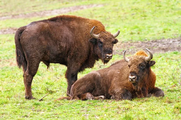 Bisontes europeos sobre hierba verde — Foto de Stock