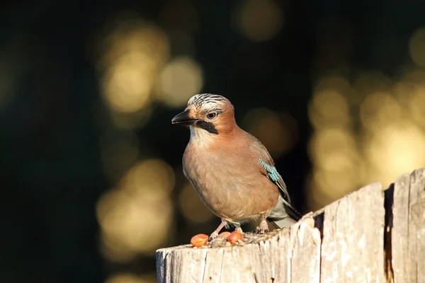 Europeiska jay tittar mot kameran — Stockfoto