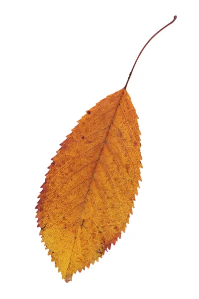 Faded isolated cherry autumn leaf — Stock Photo, Image