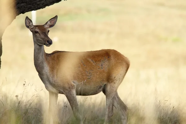 Самка красного оленя на поляне — стоковое фото