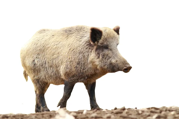 Cinghiale selvatico isolato a lunghezza intera — Foto Stock