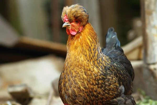 Retrato de galinha engraçado — Fotografia de Stock