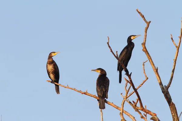 Great cormorants on dead tree — Stock Photo, Image