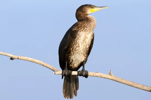 Great cormorant on branch — Stock Photo, Image