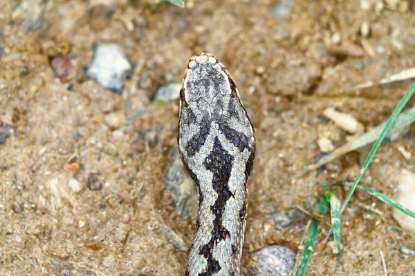 Vipera berus에 머리 표시 — 스톡 사진