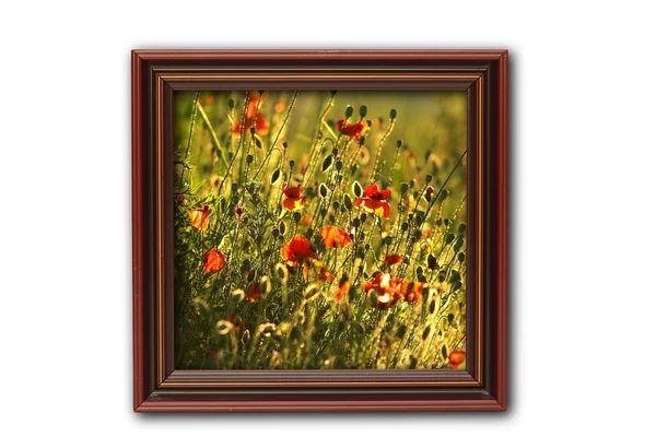 Image with poppies on wood frame — Stock Photo, Image