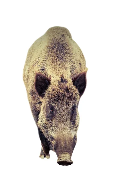 Isolated big wild boar — Stock Photo, Image