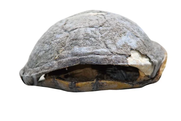 Elszigetelt dead turtle hasított — Stock Fotó