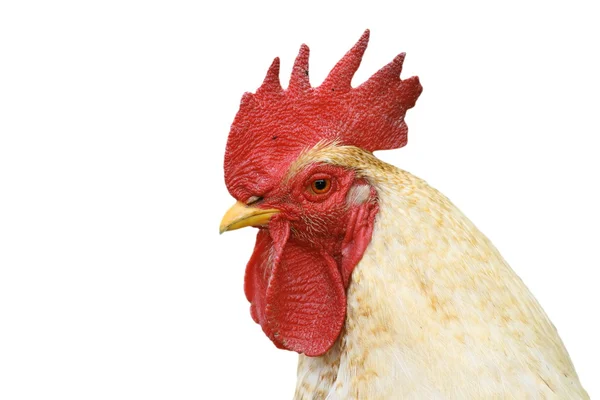 Isolated portrait of white cock — Stock Photo, Image