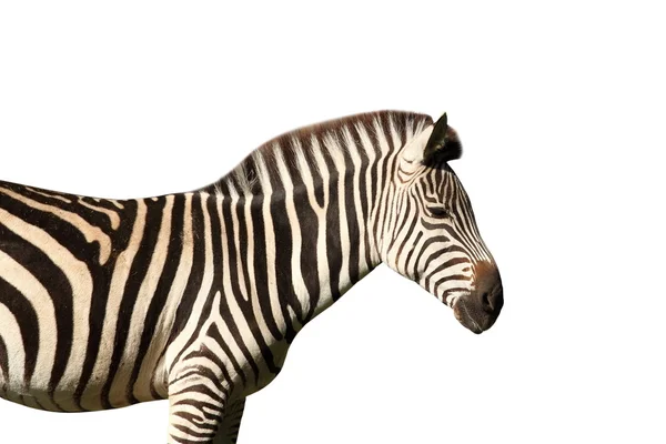 Elszigetelt hossz-szelvény nézet a zebra — Stock Fotó