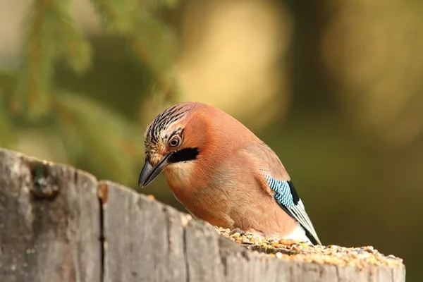 Ghiandaia mangiare a giardino uccello alimentatore — Foto Stock