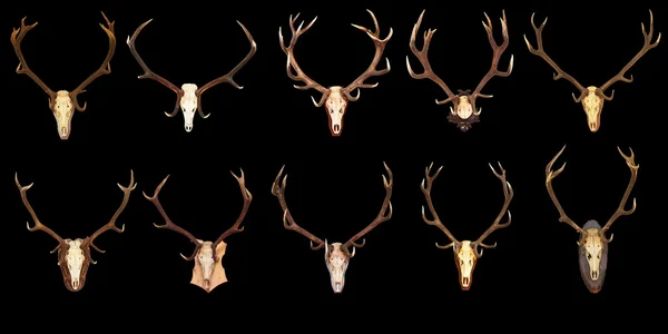 Large collection of hunting trophies on black background — Stock Photo, Image