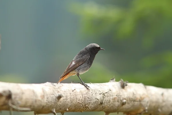 Male black redstart on wood fence — Stock Photo, Image