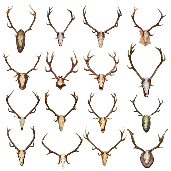 Large collection of isolated red deer hunting trophies — Stock Photo, Image