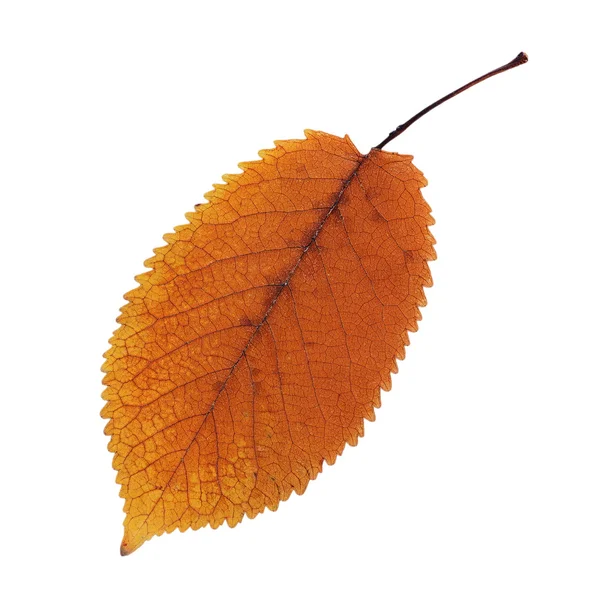 Оранжевый выцветший вишневый лист над белым — стоковое фото