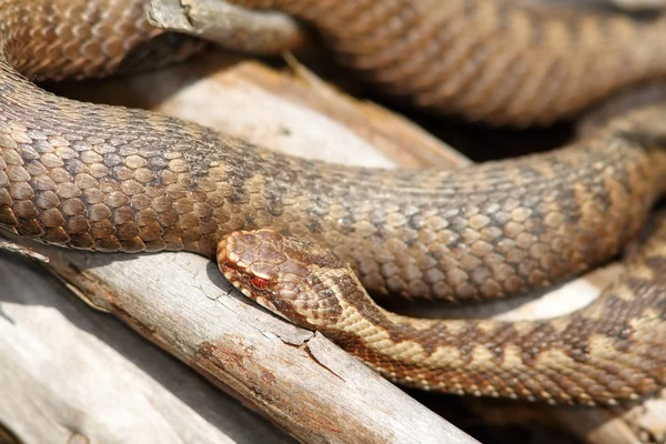 Turuncu kadın Avrupa ortak viper tadını çıkarma — Stok fotoğraf