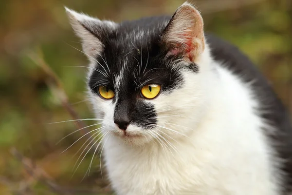 花园里一只猫的肖像 — 图库照片