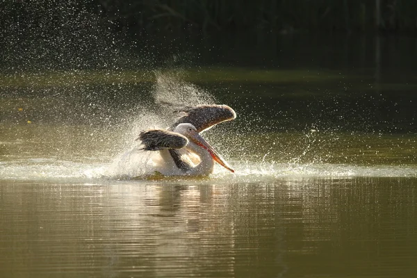 Pelecanus onocrotalus schizzi d'acqua — Foto Stock