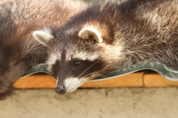 Porträt eines Waschbärs im Zoo — Stockfoto