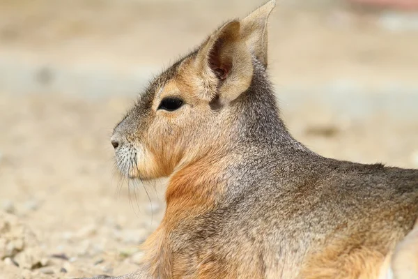 Portrét patagonské cavy — Stock fotografie