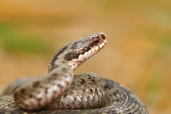 Portrait de vipera berus — Photo