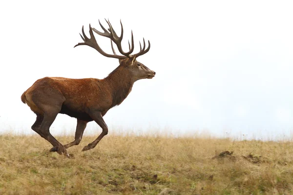 Рыжий олень бежит по поляне — стоковое фото