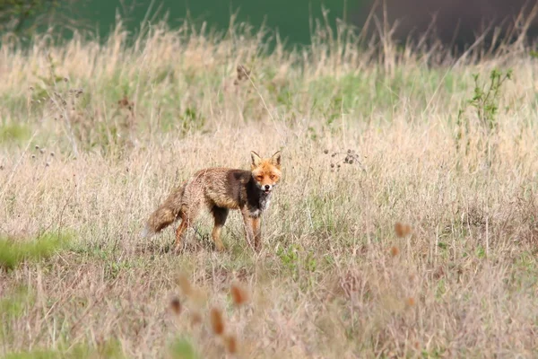 Raposa vermelha no campo — Fotografia de Stock