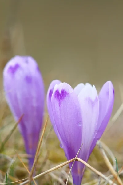 春紫のクロッカス — ストック写真
