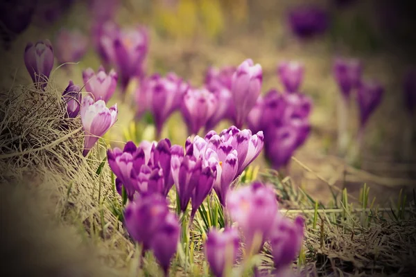 春天的紫色花 — 图库照片