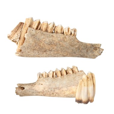 Cervus elaphus mandibula üzerinde beyaz