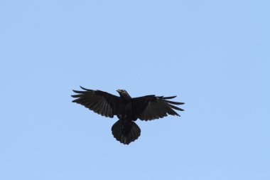 gökyüzü üzerinde raven