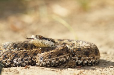 vipera ursinii yere
