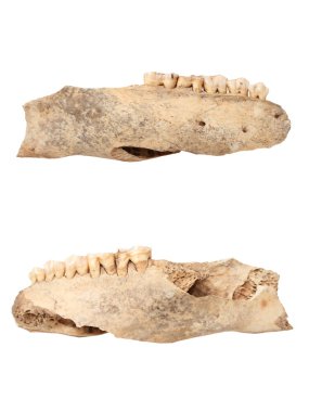 yaban domuzu izole antik çene kemiği
