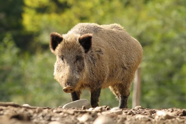 Grande cinghiale in una radura — Foto Stock