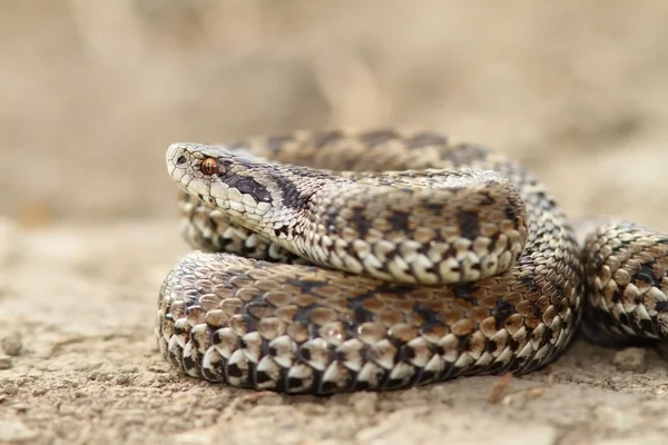 Közelkép a női vipera — Stock Fotó