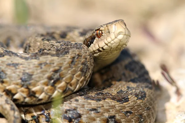 草原の毒蛇のクローズ アップ — ストック写真