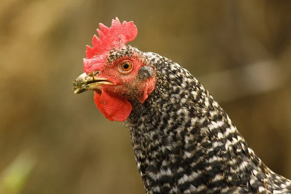 Nahaufnahme einer gefleckten Henne — Stockfoto