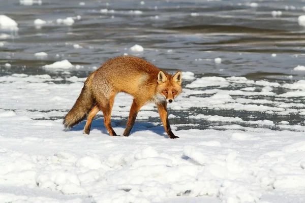 Renard coloré marchant sur la glace — Photo