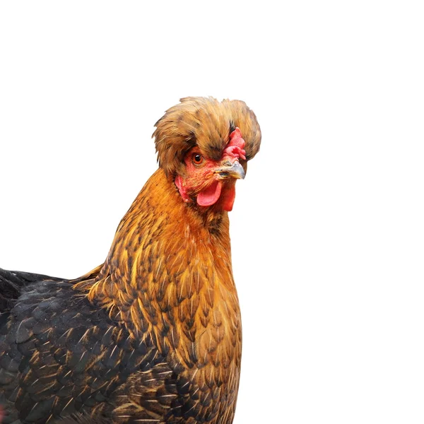 Crested funny isolated hen — Stock Photo, Image