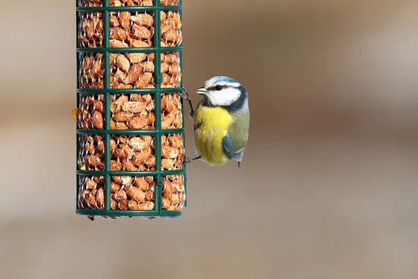 Euraziatische Pimpelmees eten van pinda 's — Stockfoto