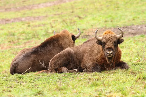 Bisontes europeos sobre césped verde — Foto de Stock