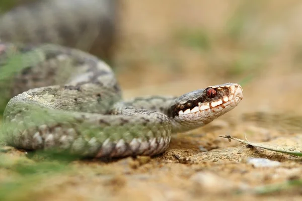 Natternweibchen am Boden — Stockfoto