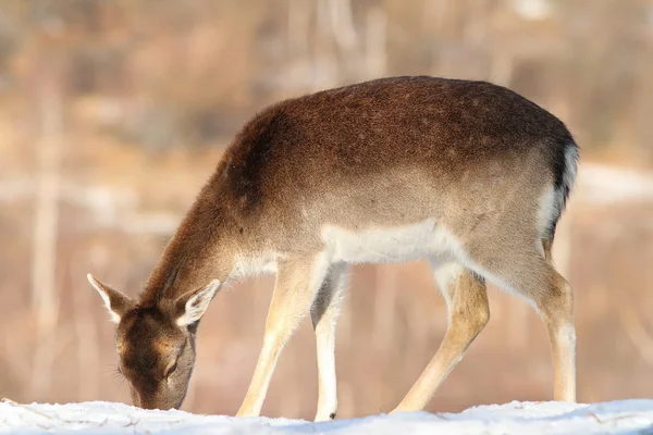 Damherten foerageren naar voedsel in de sneeuw — Stockfoto