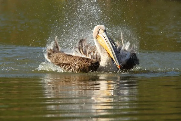 Gran pelícano jugando en el lago —  Fotos de Stock