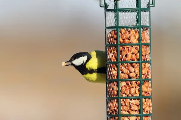 Grande tit comer amendoins — Fotografia de Stock