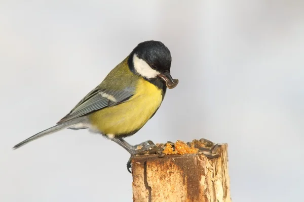 ヒマワリの種を食べてシジュウカラ — ストック写真