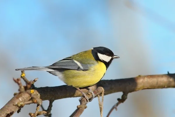 Grand mésange sur la branche — Photo