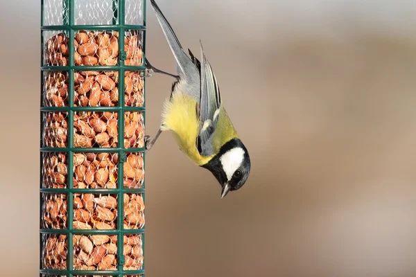 Koolmees op pinda tuin feeder — Stockfoto